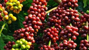 Những trái cafe chín mọng được chọn làm cafe nguyên liệu