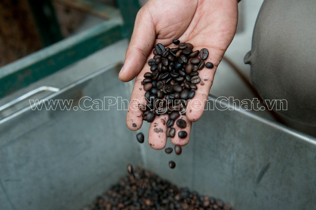 Cà phê hạt mua ở đâu