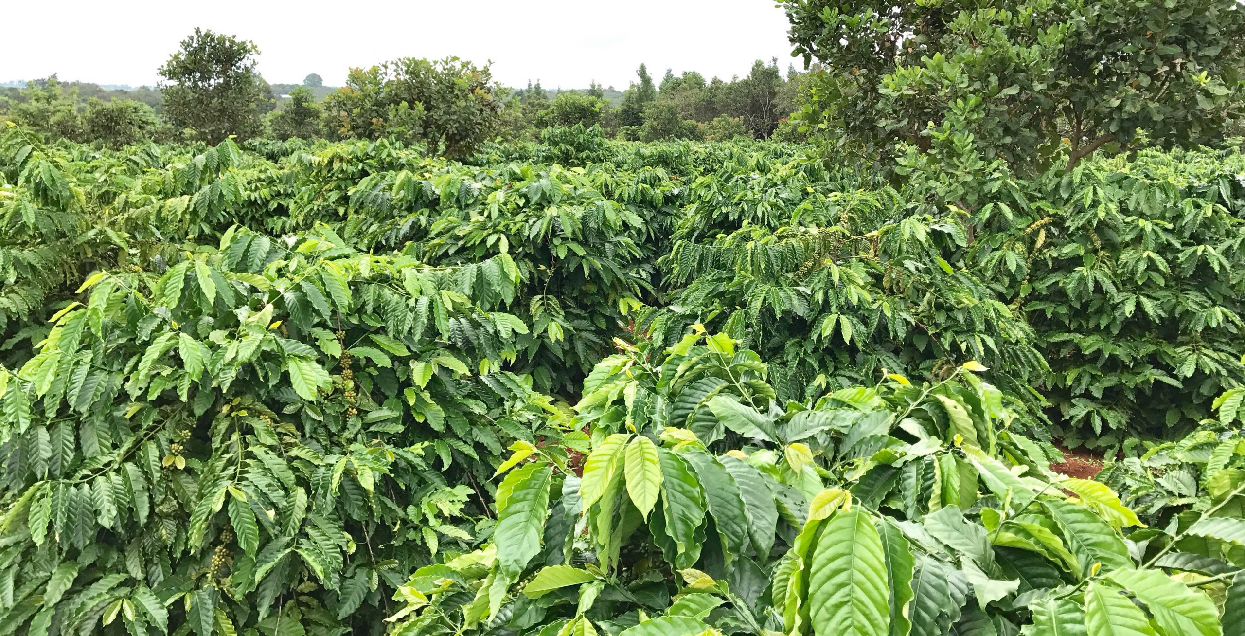 Vùng trồng cà phê Moka ở Việt Nam