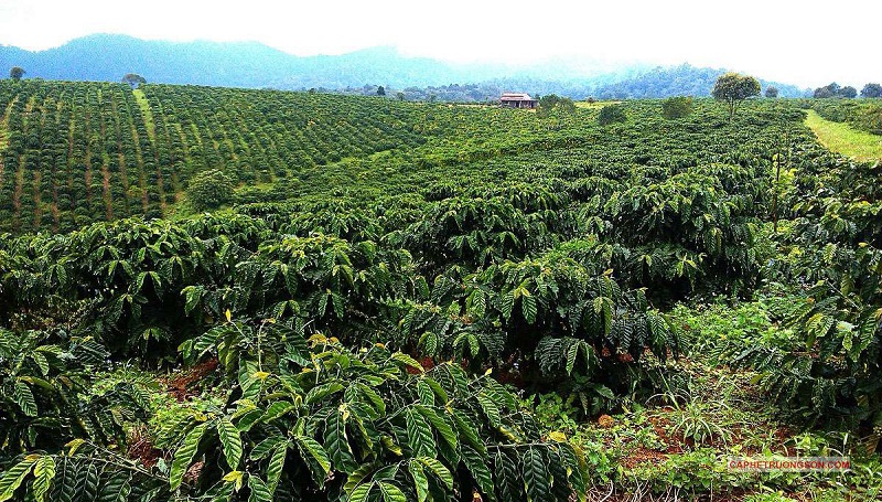 Vùng trồng cây cà phê ở Việt Nam
